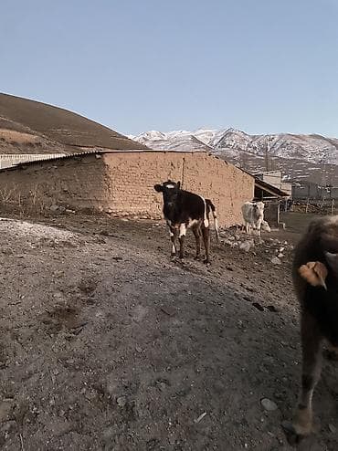 Үй жаныбарлары үчүн товарлар: Сатам | Музоо | Аргын | Бордоп семиртүү үчүн — 4