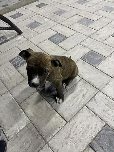 французские бульдоги: Питбуль, 2 месяца, Самец, С прививкой — 2