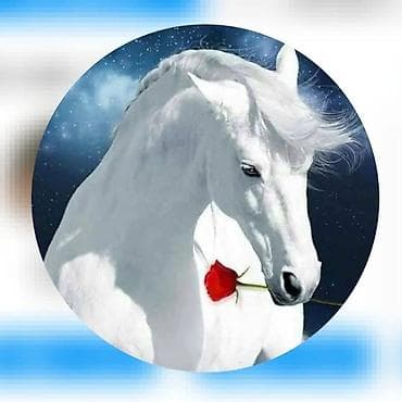 Настенный постер/картина с изображением белой лошади и розой - Яркий at lalafo.kg Настенный постер/картина с изображением белой лошади и розой - Яркий