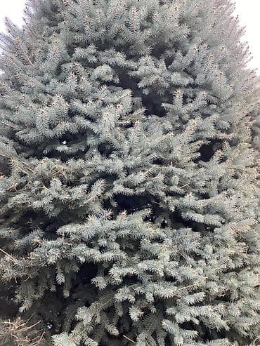 md 4030: Саженцы деревьев: Ели — 5