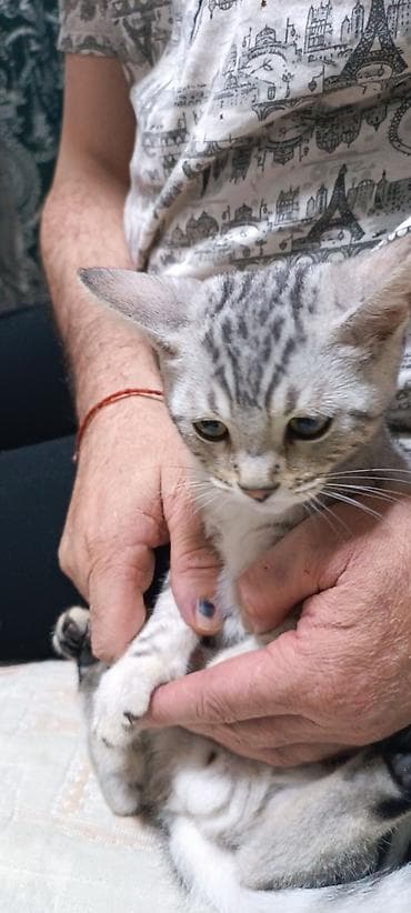 серые кошки фото: Порода/тип: короткошёрстный котёнок с серебристым окрасом (пятна и — 6