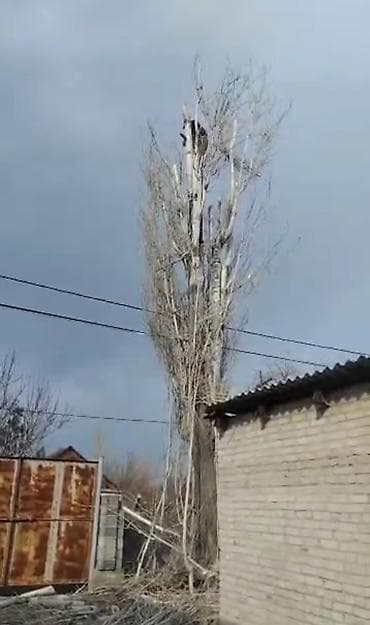 Услуги: Спил деревьев и кронирование любой сложности. - Работа на высоте — 3