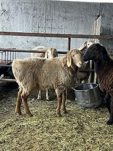 дончак ат: Продаю | Овца (самка) | Эдильбаевская | На забой — 2