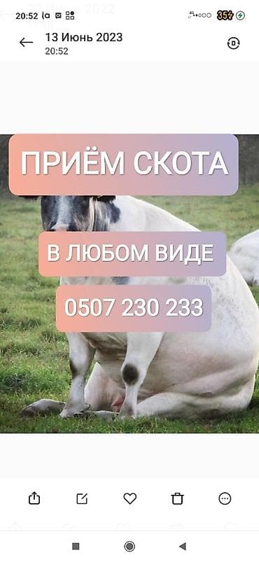 Куплю | Коровы, быки, Лошади, кони | Забитый, Круглосуточно, Любое состояние at lalafo.kg Куплю | Коровы, быки, Лошади, кони | Забитый, Круглосуточно, Любое состояние