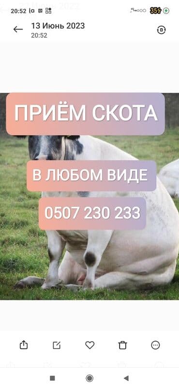 продажа домашних животных: Куплю | Коровы, быки, Лошади, кони | Круглосуточно, Любое состояние, Забитый — 1