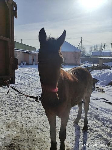 кролики фландр: Продаю | Жеребец | Рабочий — 4