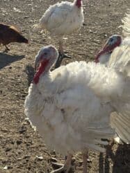 собака охотничий: Продаю | Индюшка (самка) | Бройлерная | На забой | Племенные — 11