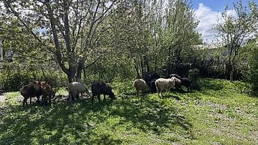 Продаю | Овца (самка), Баран (самец) | Для разведения