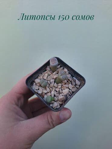 покупка деревьев: ● Комнатные растения (укоренённые черенки, молодые растения, взрослые — 19