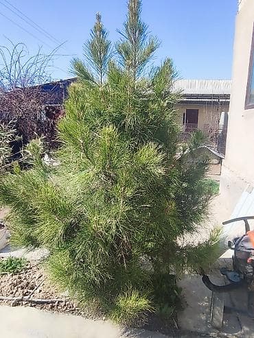 сосновке: Сосна декоративная для озеленения участка. - Порода: хвойное дерево — 1