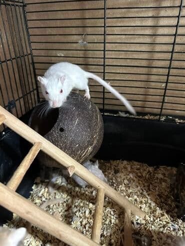 Белые и светло-коричневые песчанки. Эти активные и любознательные