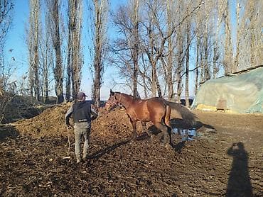 Собаки: Продаю | Жеребец | Для разведения | Племенные — 3