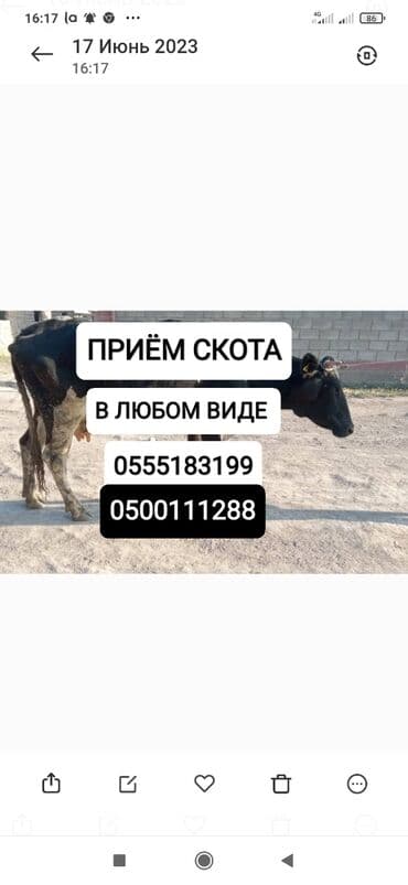 ферма: Сатып алам | Уйлар, букалар, Жылкылар, аттар | Күнү-түнү, Бардык шартта, Союлган