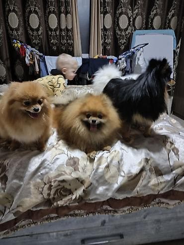 собака продам: Шпиц, 2 года, Самец — 5