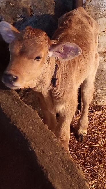 утки белые: Продаю | Музоо, торпок | Полукровка | На откорм — 1