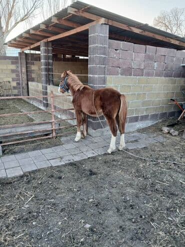 восточно еарапейская овчарка: Продаю | Жеребенок | Рабочий — 2