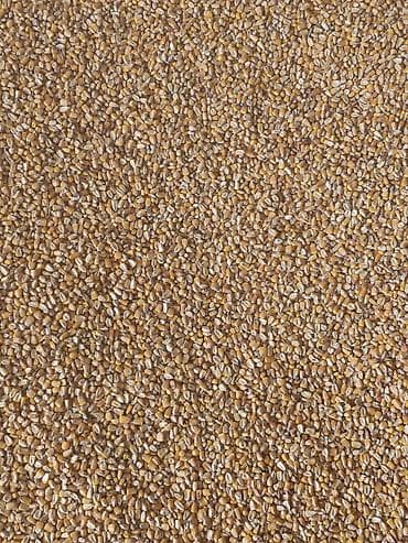 кукуруза драбилка: Турецкий ПЛ-9 — 1