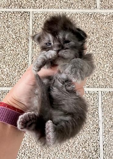 коротколапая кошка: Мейн-кун, 1 месяц, Мальчик, Кастрирована, Приучена к лотку, Проглистована — 8