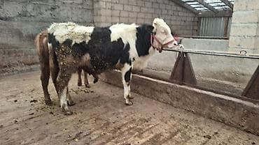 собаки балыкчы: Продаю | Бык (самец), Тёлка | Алатауская, Швицкая, Симментальская | На откорм, Для разведения | Племенные, Осеменитель, Не стельные — 4