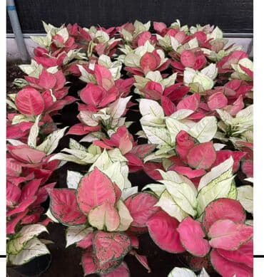 Бөлмө өсүмдүктөрү: Продаются цветы — 7