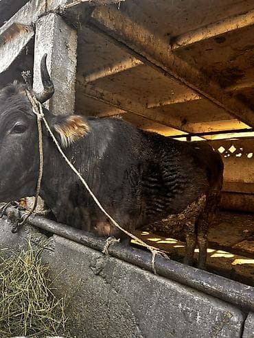 Ветеринар кызматы: Сатам | Уй (ургаачы) | Алатоолук | Бордоп семиртүү үчүн, Союуга | Кысыр, Байланган — 7