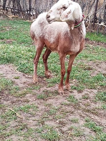 Аквариумдар: Сатам | Ургаачы кой (ургаачы) | Гиссар | Көбөйтүү үчүн | Ургаачы — 5
