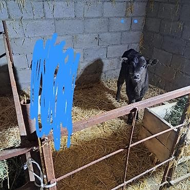 абиссинская кошка бишкек: Продаю | Музоо, торпок | Швицкая | Для разведения, Для молока | Племенные, Искусственник — 2