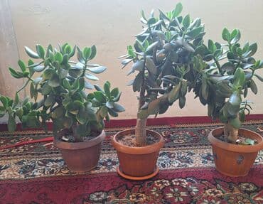 мебель для спальни бишкек: Гүлдөр сатылат — 1