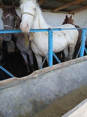 Продаю | Жеребец | На забой