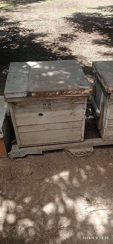 пчелы матки: Деревянный Ящик — 6