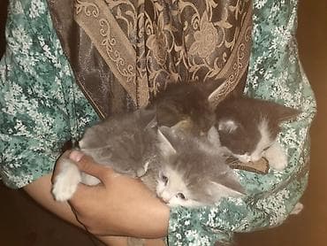 Котята, помёт из 4 малышей. - Окрас: серо-белые (несколько оттенков) — 4