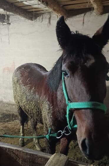 миска для животных: Продаю | Кобыла (самка) | Полукровка | Рабочий — 7