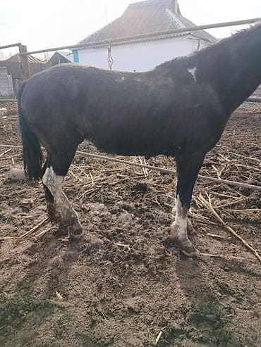 обмен лошат: Продаю | Конь (самец) — 2