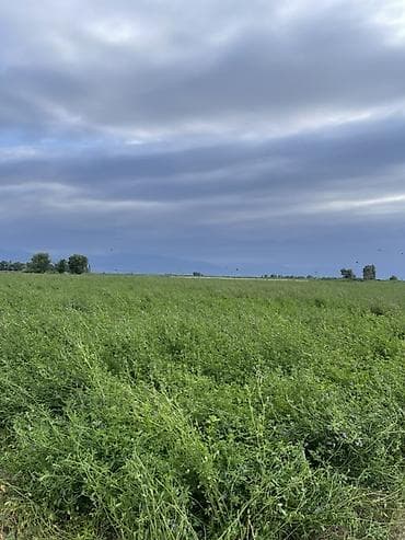красный речка: Продаю клевер( люцерну) с поля в Сокулуке,2-укос, тюки плотные для — 2