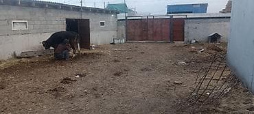 Загон/двор для содержания скота с хозпостройкой - Просторный закрытый