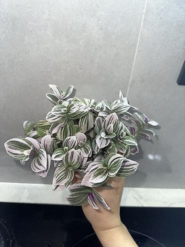 Аглаонемы: 1) сциндапсус расписной 500(с опорой металическая) 2) эпипрмиум — 3