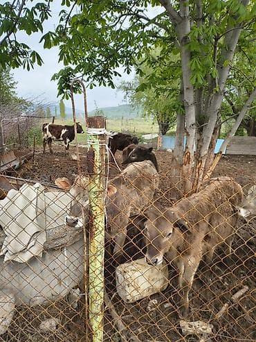 Продаю | Музоо, торпок | Полукровка | На откорм