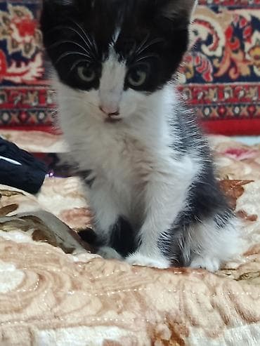 мышы: Котёнок, чёрно-белый, девочка отдадим в добрые руки, срочно нужны — 5
