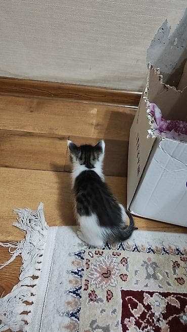 Вязка кошек: Котята домашние, короткошёрстные, полтора месяца им, начали кушать — 3