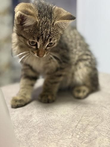 Животные: Пушистый котёнок с классическим тигровым (табби) окраcом. 🐾 Отдам — 4