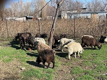 Продам с/х животных: Продаю | Коза (самка), Козлёнок | Полукровка | На забой, Для разведения, Для молока | Племенные, Котные — 1