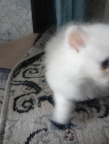 Продажа кошек: Ангорская, 2 месяца, Мальчик, Белый — 2