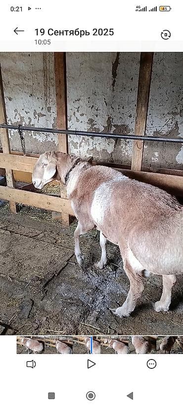 Аквариумдар: Сатам | Кочкор (эркек) | Арашан | Көбөйтүү үчүн | Асыл тукумдуу — 3