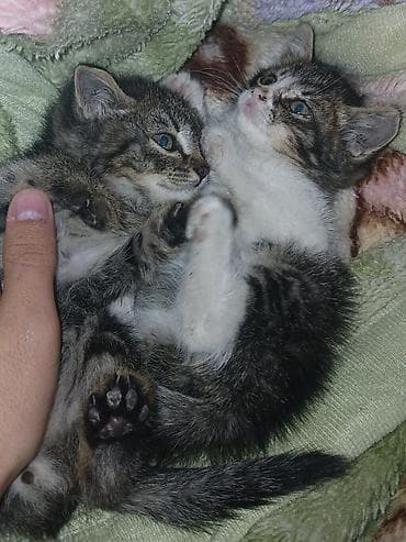 scottish fold: Кошка даром: Беспородная, 1 месяц, Мальчик, Метис, Приучена к лотку — 1