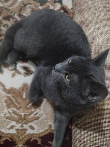 питомник растений бишкек: Британская короткошёрстная, 6 месяцев, Мальчик, Серый, Приучена к лотку, Проглистована — 4