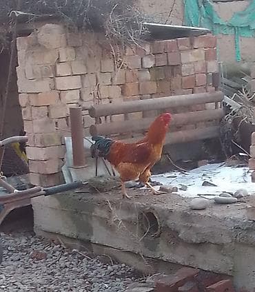 Продаю | Петух | Домашняя | Для разведения