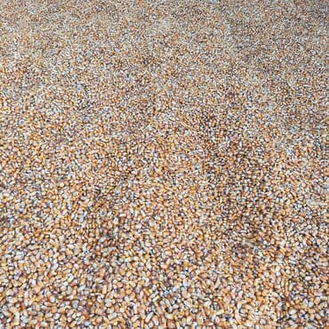 собаки доберманы: Продаю кукурузу 6тонн самовывоз — 2