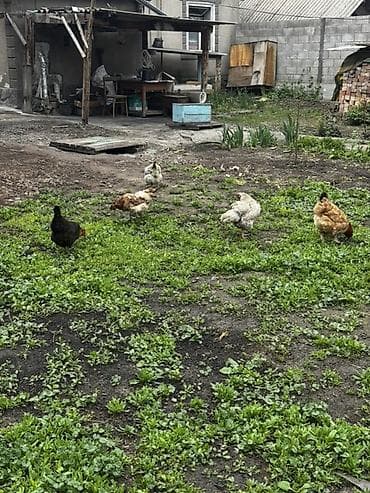 ферма курица: Продаю | Куры, Петух — 2