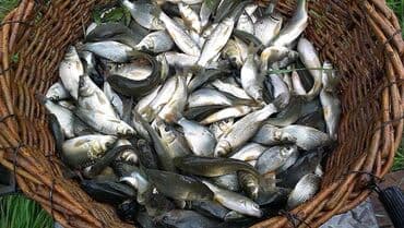 животные ош: Недоросток подростки толстолоб амур сазан есть доставка спринтер -зил — 2