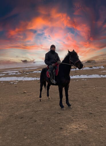 продаю ящик: Продаю | Конь (самец) | Кара Жорго | Конный спорт | Племенные, Осеменитель, Мерин — 2